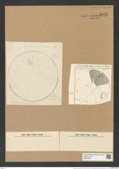 Actinoptychus pellucidus Grun. (de-Toni-Nr.: Genus 227, Species 5582) Zeichnungen Sammlung Grunow Nr. 9477 (NHMW-BOT-W0379446)